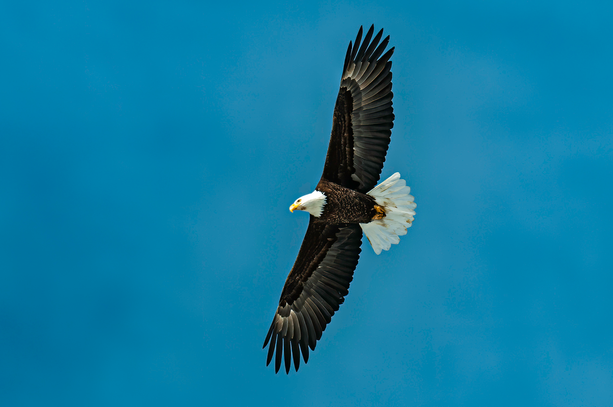 Bald Eagle flying, Haliaeetus leucocephalus, Winter in Yellowstone National Park, Wyoming